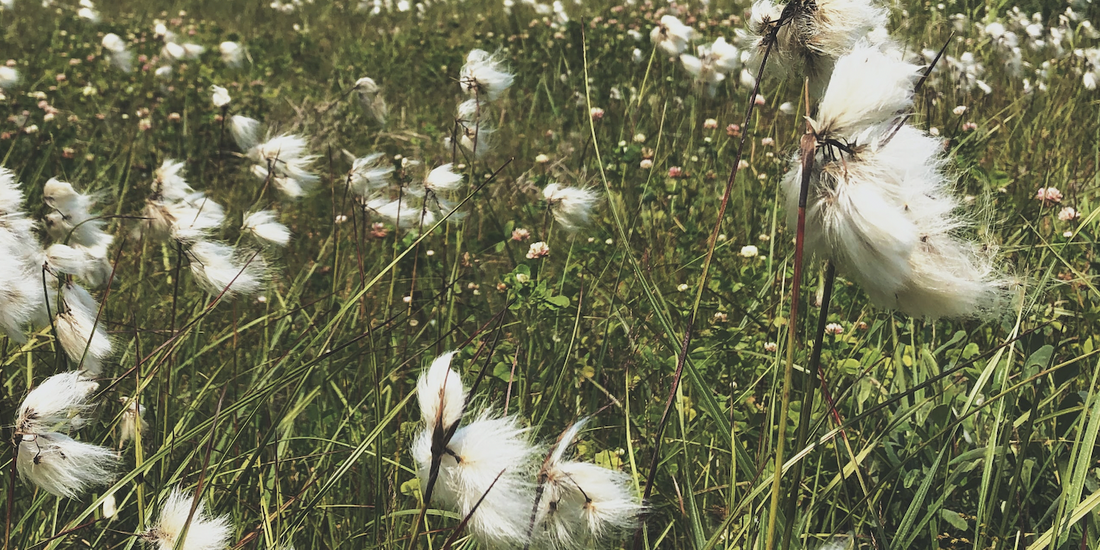 Cotton